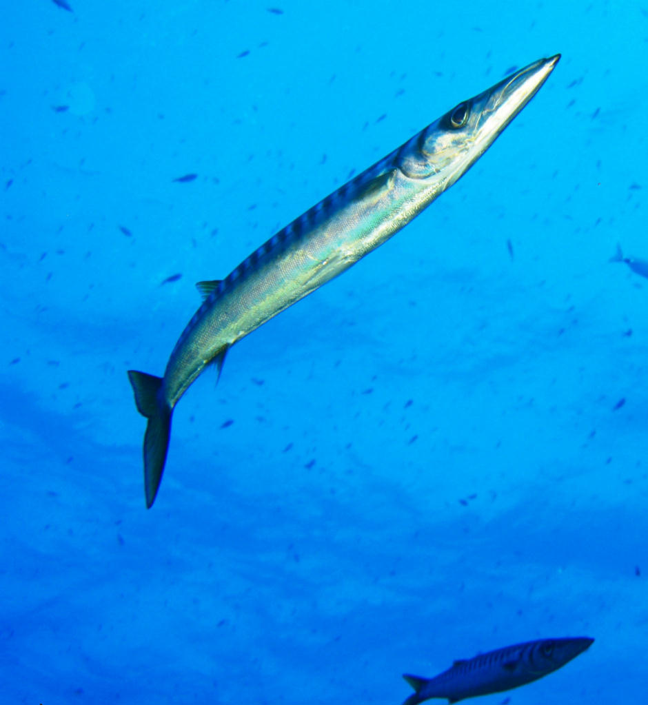 Sphyraena sphyraena (Barracuda europeo)